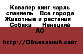 Кавалер кинг чарль спаниель - Все города Животные и растения » Собаки   . Ненецкий АО